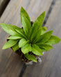 Lobelia cardinalis cardinal flower potted plant for sale