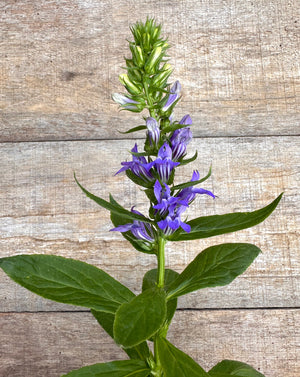 Lobelia siphilitica great blue lobelia flower plant for sale