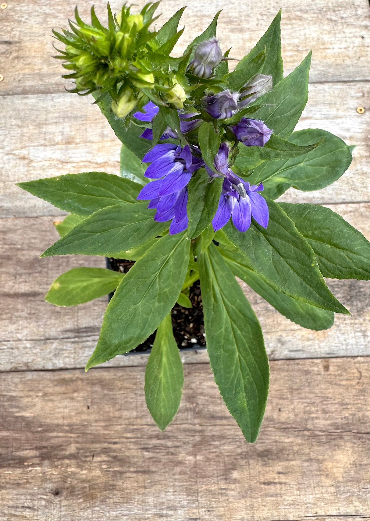 Lobelia siphilitica great blue lobelia potted plant for sale