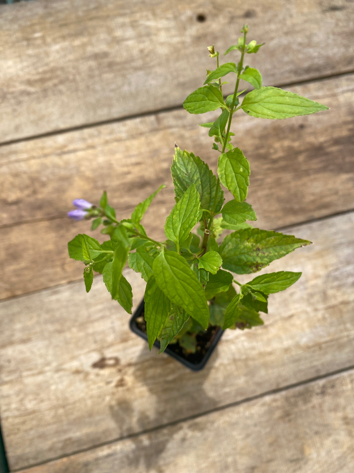 Mad-dog Skullcap Potted Plant For Sale