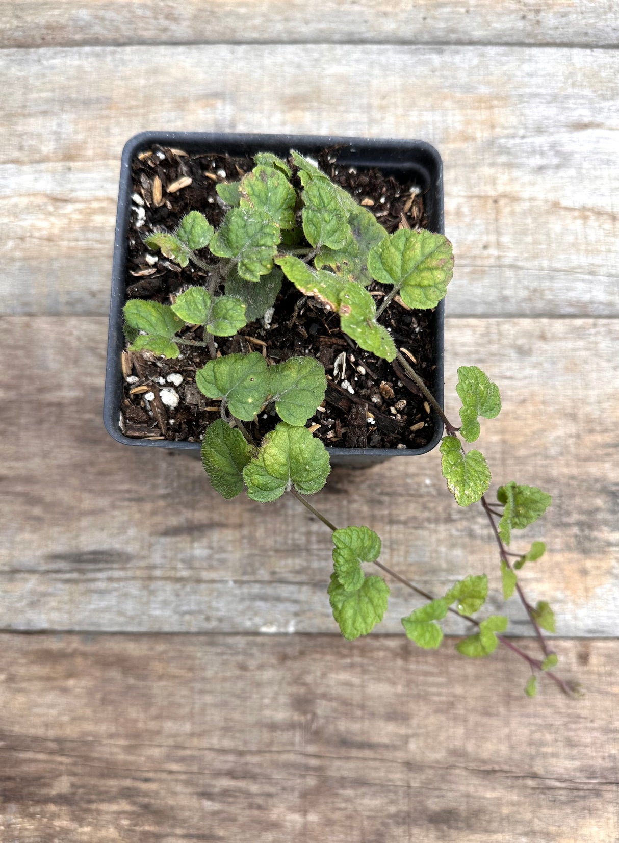 Meehania cordata Meehan's mint potted plant for sale