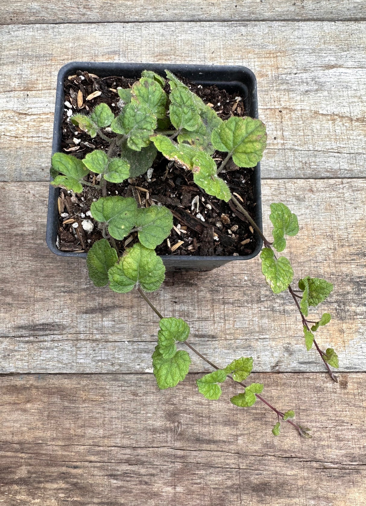 Meehania cordata Meehan's mint potted plant for sale