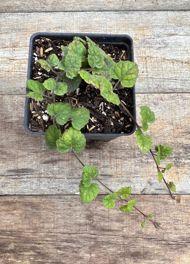 Meehania cordata Meehan's mint potted plant for sale