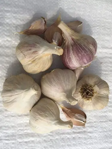 Mennonite hardneck seed garlic with rich purple-streaked cloves