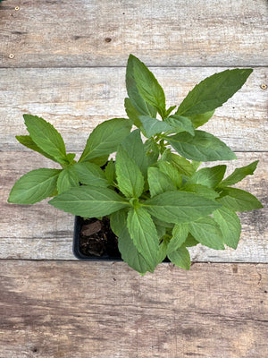 Mimulus ringens Allegheny monkeyflower potted plant for sale