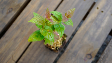 Monarda bradburiana Bradbury's bee balm potted plant for sale