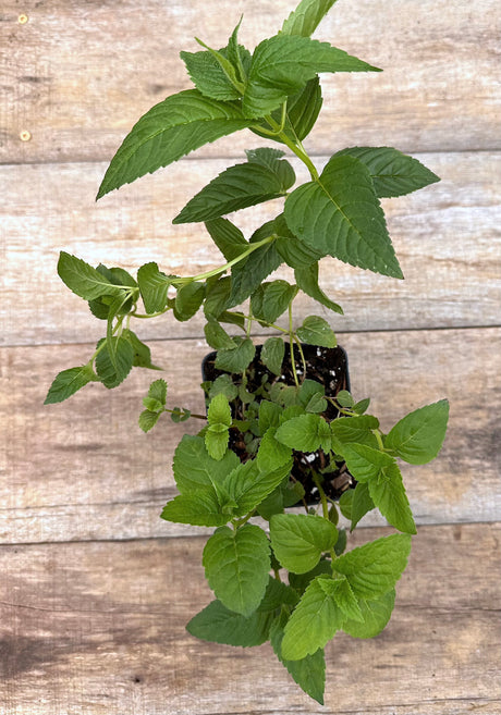 Monarda didyma scarlet bee balm potted plant for sale