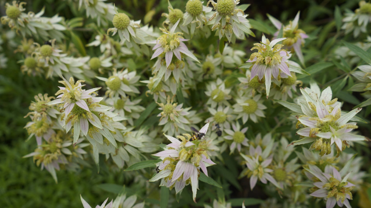 Monarda punctata spotted bee balm potted plant for sale