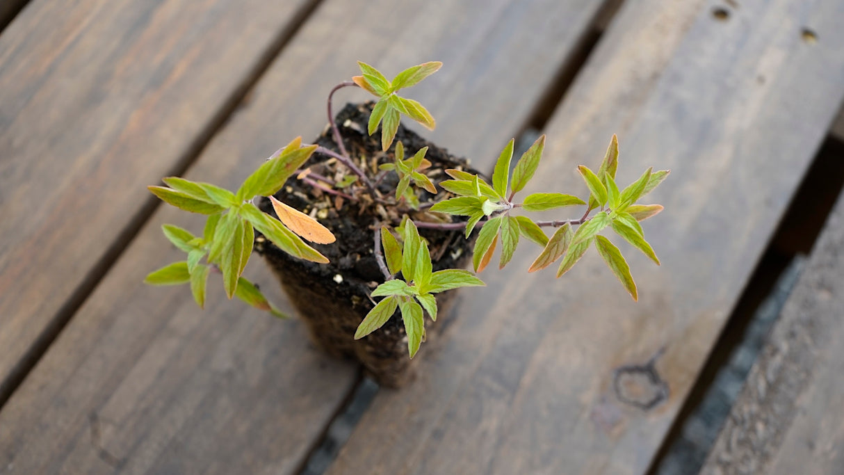 Monarda punctata spotted bee balm potted plant for sale