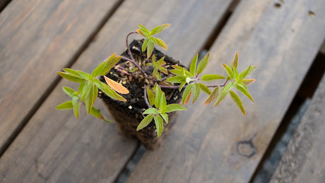 Monarda punctata spotted bee balm potted plant for sale