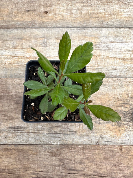 Morella pensylvanica bayberry potted plant for sale