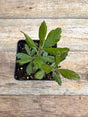 Morella pensylvanica bayberry potted plant for sale