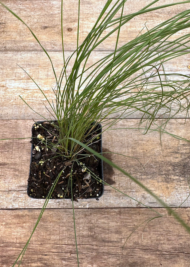 Muhlenbergia capillaris pink muhly grass potted plant for sale