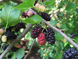 Red Mulberry Tree For Sale