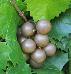 Muscadine, Carlos Plant For Sale – The Farm Connection