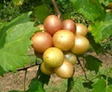 Muscadine Dixie Red Plants For Sale Bare Root