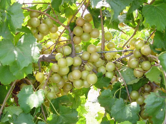 Muscadine Hall Plants For Sale Bare Root