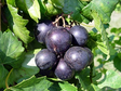 Muscadine Lane Plants For Sale Bare Root