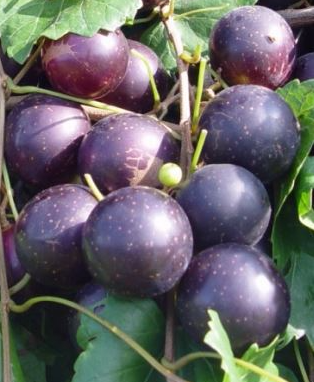 Muscadine Paulk Plants For Sale Bare Root