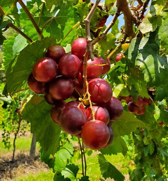 Muscadine Ruby Crisp Plants For Sale Bare Root