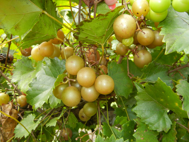 Muscadine Triumph Plants For Sale Bare Root