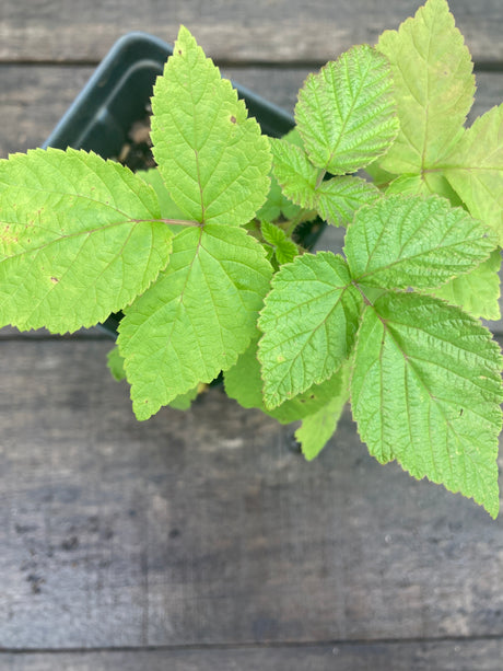 Nantahala Red Raspberry Potted Plant For Sale