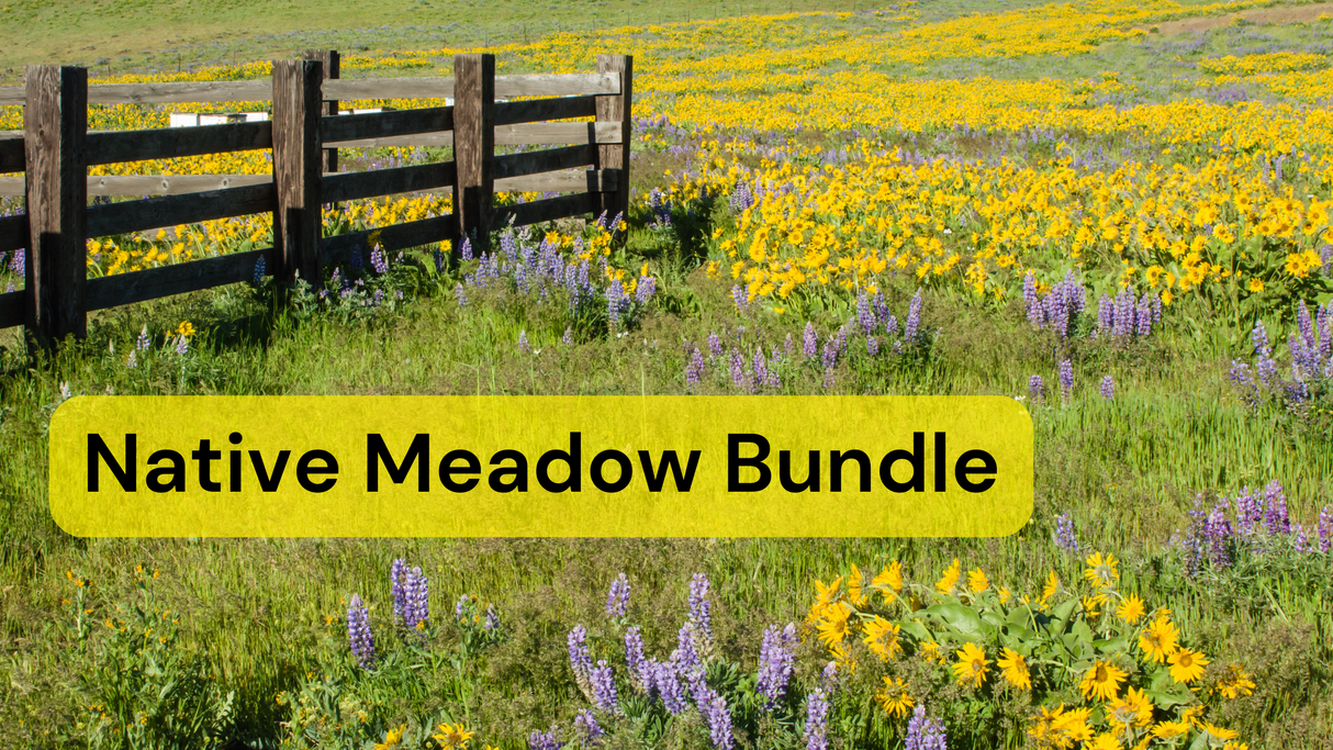 Full Sun Native Meadow Bundle