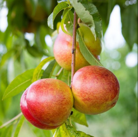 Nectarine Karla Rose Tree for Sale