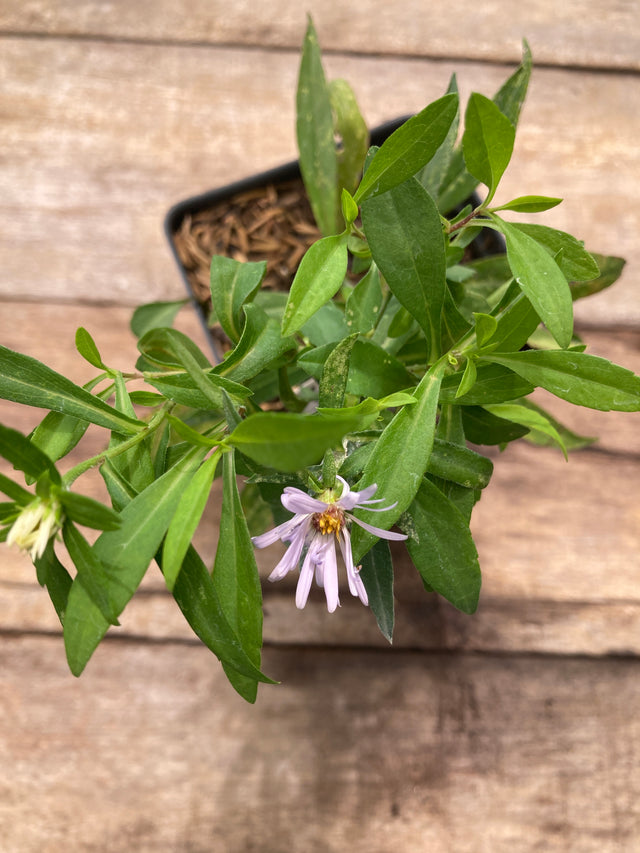 New York Aster Potted Plant For Sale