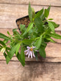 New York Aster Potted Plant For Sale