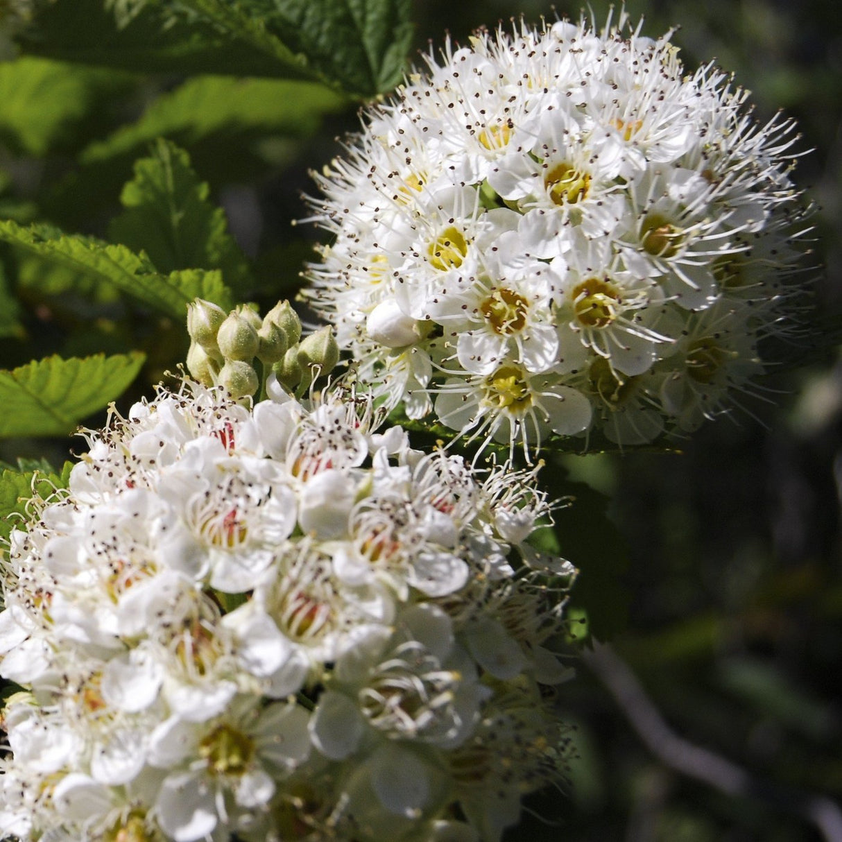 Ninebark Bare Root Native Shrub Tree For Sale