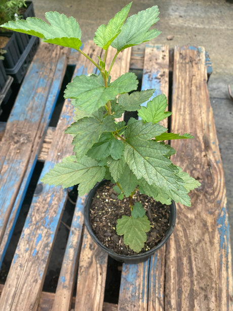 Ninebark Potted Plant For Sale