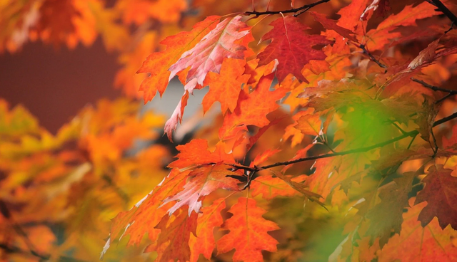 Northern Red Oak Bare Root Native Tree For Sale