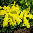 Concordia Bare Root Oak Native Tree For Sale