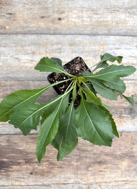 Parthenium integrifolium wild quinine potted plant for sale