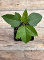 Passiflora incarnata passionflower potted plant for sale