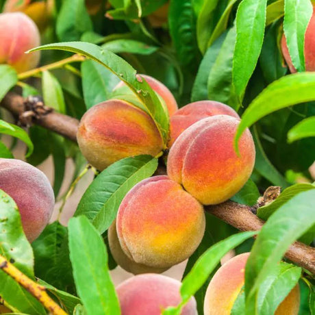 Contender Peach Tree For Sale