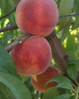 Crest Haven Bare Root Peach For Sale