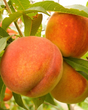 Florida Crest Bare Root Peach For Sale