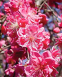 Peach Weeping Pink Cascade Tree for Sale