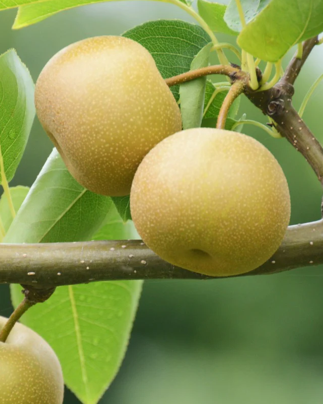 Shinseiki Bare Root Pear Tree For Sale