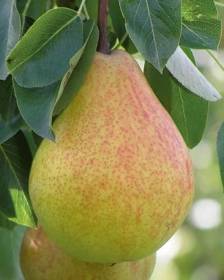 Ayers Bare Root Pear Tree For Sale