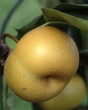 Olympic Asian Bare Root Pear For Sale