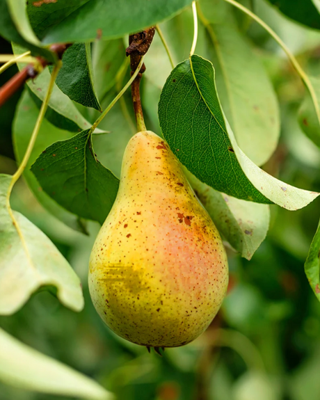 Orient Bare Root Pear For Sale