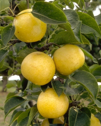 20th Century (Asian) Bare Root Pear For Sale