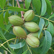 Pecan Bare Root Tree Tree For Sale