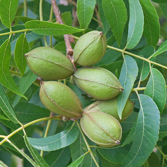 Pecan Bare Root Tree Tree For Sale