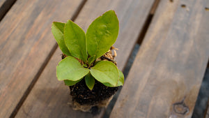 Penstemon calycosus calico beardtongue potted plant for sale