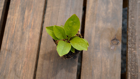 Penstemon calycosus calico beardtongue potted plant for sale