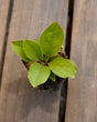 Penstemon calycosus calico beardtongue potted plant for sale